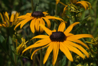 Rudbeckia fulgida 'Goldsturm'Zonnehoed bestellen